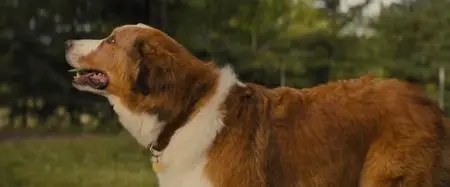 A Dog's Journey (2019)