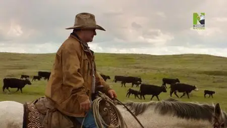 Grasslands: North-America's hidden Wilderness (2019)