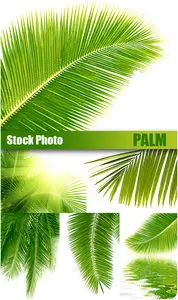 Stock Photo - Palm