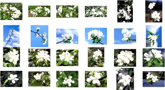 Izosoft 059 - Flower Garden