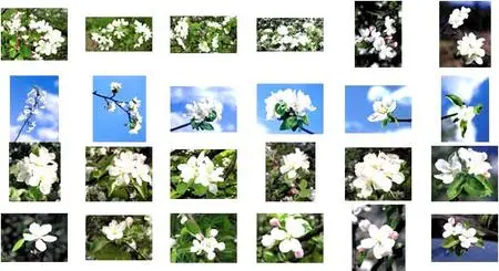 Izosoft 059 - Flower Garden