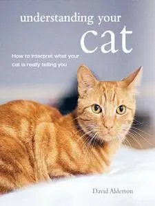 Understanding Your Cat: How to interpret what your cat is really telling you