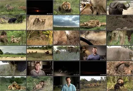 Brothers in Blood: The Lions of Sabi Sand (2015)