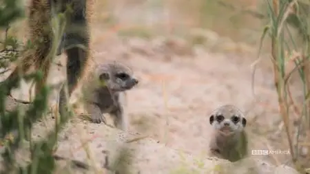 Meerkat Manor: Rise of the Dynasty S01E12