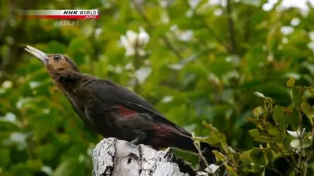 NHK Wildlife - Carving a Niche: Okinawa Woodpecker (2013)