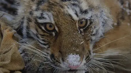 BBC Earth - Wild Mission: Siberian Tiger (2013)