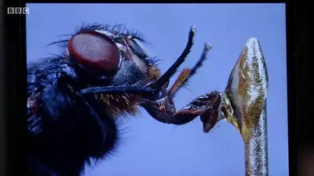 BBC.Documentaries.S2013E47.Edwardian.Insects.on.Film.720p.iP.WEB-DL.AAC2.0.H.264-RTN-Obfuscated S2013E47