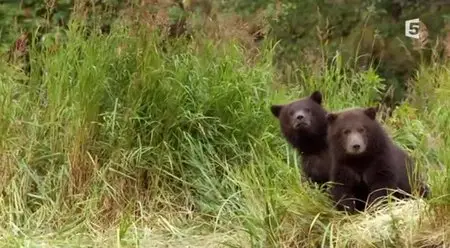 (Fr5) Un automne chez les grizzlis (2013)