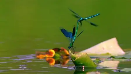 BBC Natural World - The Mating Game (2013)