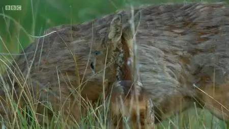 BBC - Countryfile Spring Diaries: Series 3 (2018)