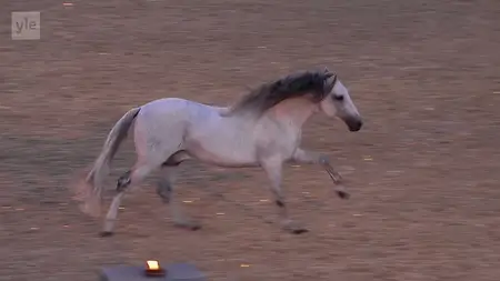 France Televisions - Horses of the Sun: The Royal Carrousel of Versailles (2013)