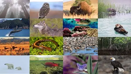 Biodiversity Conservation: Understanding, Threats & Solution