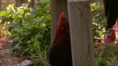 Janus Films - The Natural History of the Chicken (2000)