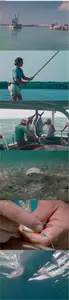Tarpon (1973)