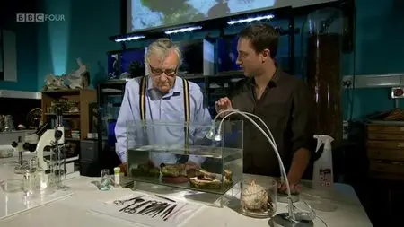 BBC - The Secret Life of Rock Pools (2013)