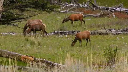 PBS - NOVA: Animal Espionage (2019)