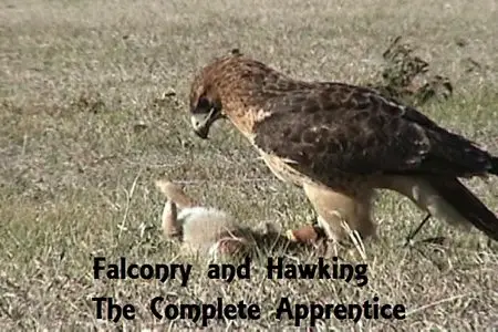 Falconry and Hawking The Complete Apprentice