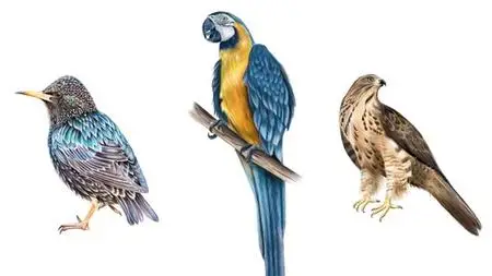 Learn how to draw | Painting birds | Parrots - Step By Step