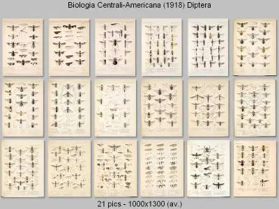 Biologia Centrali-Americana - Diptera (1886-1903)