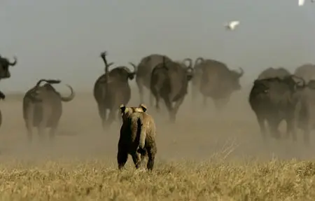 National Geographic - Relentless Enemies