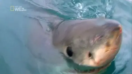 National Geographic Worlds - Deadliest Sharks (2012)