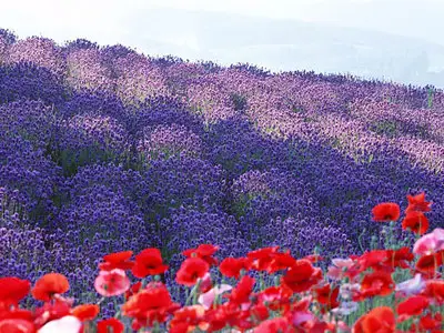 Wallpapers pack: The Japanese nature. Furano (2008)