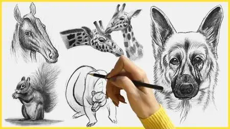 How to Draw and Sketch Animal with Pencil Step by Step