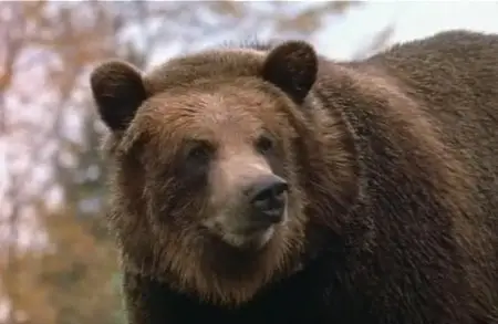 Bears: The Ultimate Guide