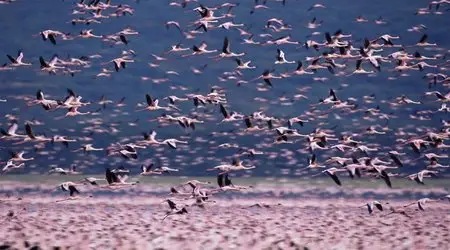The Crimson Wing: Mystery Of The Flamingos (2009) 