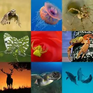 Natural Wallpapers 4
