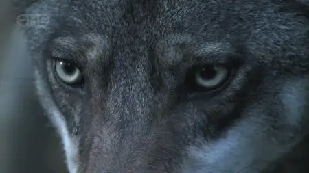 National Geographic: Человек-волк [The Wolfman] (2006)