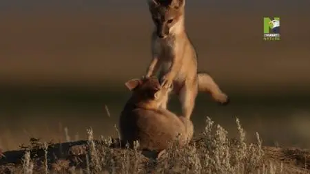 Grasslands: North-America's hidden Wilderness (2019)