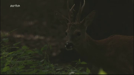 (Arte) La magie de la Forêt-Noire (2011)