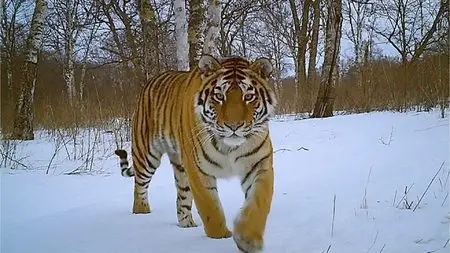 BBC Earth - Wild Mission: Siberian Tiger (2013)