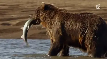 (Fr5) Un automne chez les grizzlis (2013)