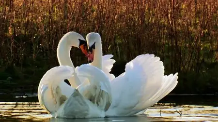 BBC Natural World - The Mating Game (2013)