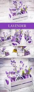 Stock Photo - Lavender