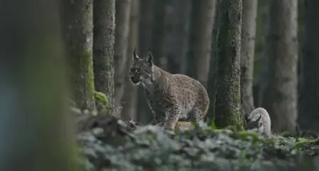 Lynx (2021)