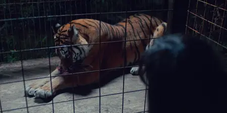 Day of the Tiger (2024)