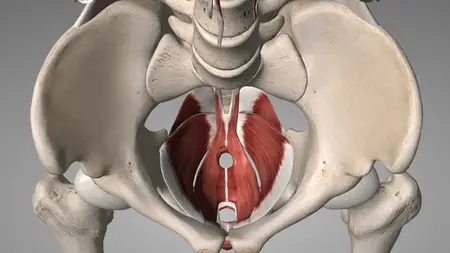 Kegal Excercise For Beginner || Improve Your Sexual Life ||