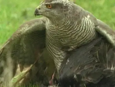 Прирожденные охотники. Диск 4