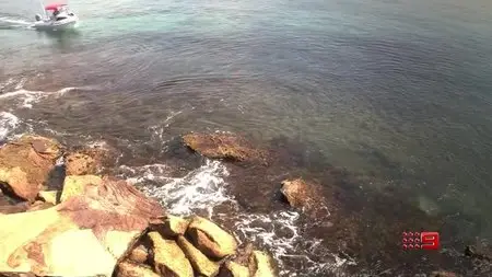 The Wildlife Man Featuring David Ireland Australian Safari (2015)