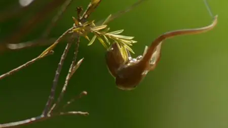 BBC Natural World - Growing Up Wild (2015)