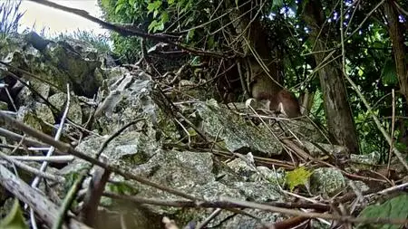 PBS - NATURE: The Mighty Weasel (2020)