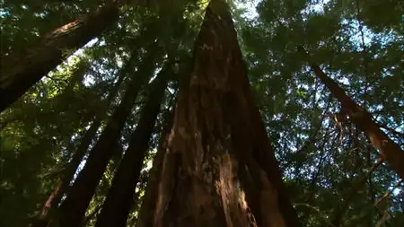 Living Landscapes: Collection 2011 Part 2 California Redwood
