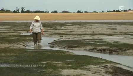 (Fr3) Des racines et des ailes : De La Rochelle au Marais poitevin (2012)