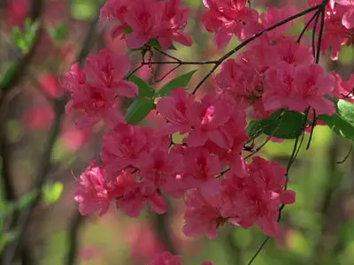 Wallpapers pack: The Japanese nature. Furano (2008)