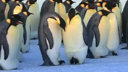 BBC - Snow Chick: A Penguin's Tale (2015)