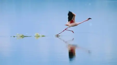 The Crimson Wing: Mystery Of The Flamingos (2009) 