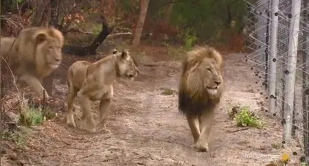 Smithsonian Channel - The Real Lion Queen (2014)